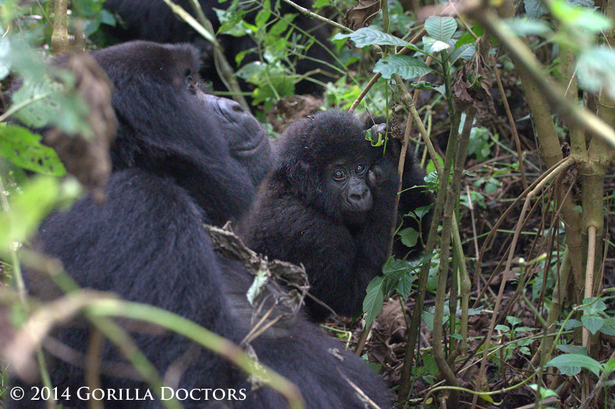 Jicho's Infant Kidumu Freed from Poacher's Snare by Drs. Eddy and Martin in Virunga National Park